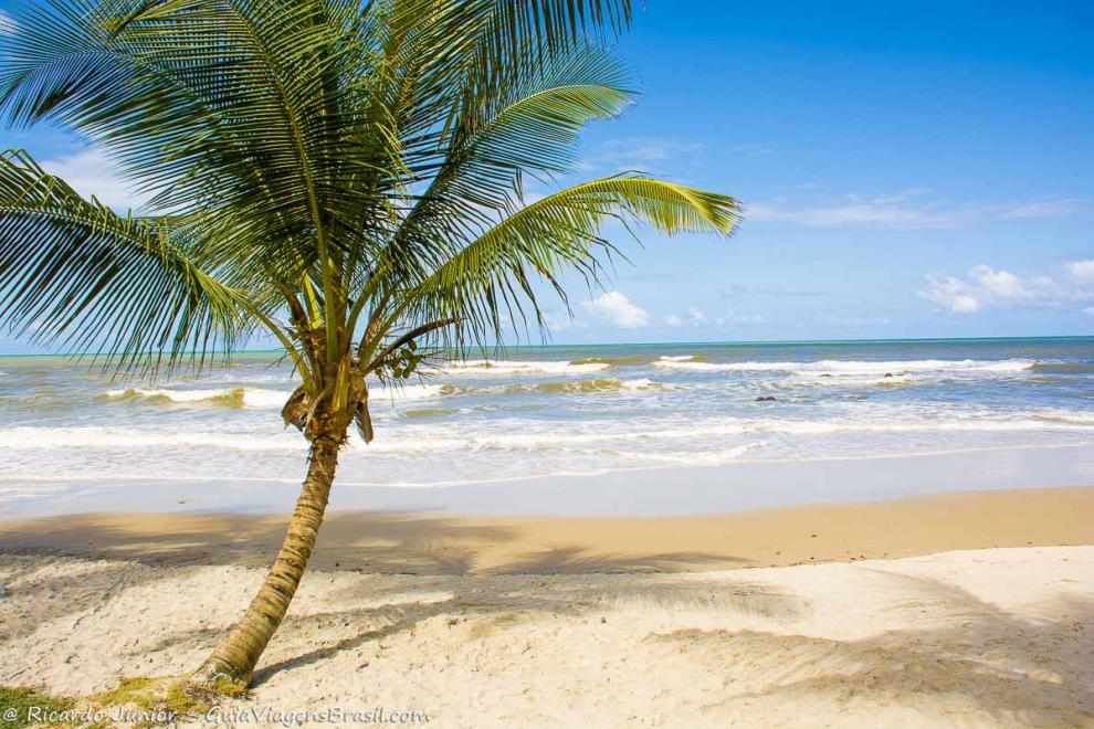 Imagem de um coqueiro e pequenas ondas da Praia Back Door em Ilhéus.